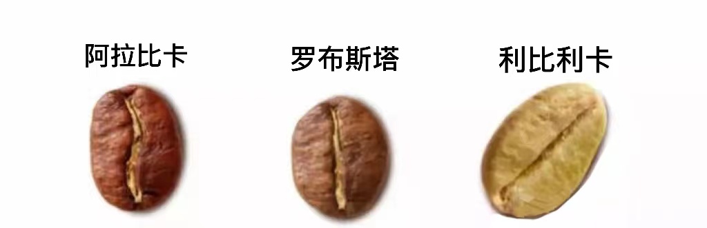 利比利卡咖啡豆详细介绍 三大咖啡种利比利卡大粒咖啡为什么没人种。