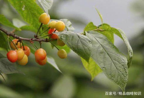 哥斯达黎加水洗处理法咖啡豆的风味特点 手冲咖啡豆贝多芬咖啡豆冲煮水粉比推荐