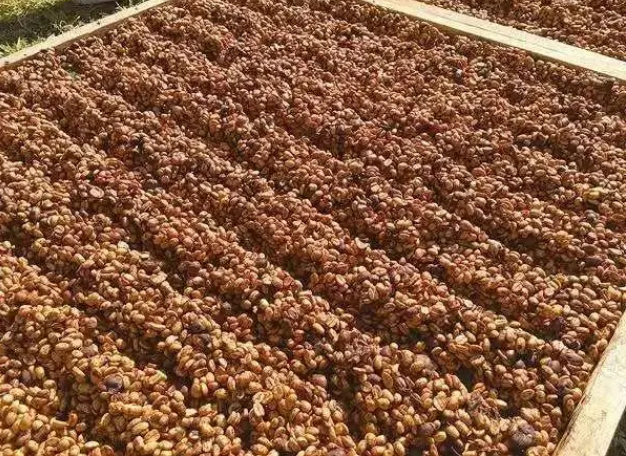 葡萄干处理法和蜜处理法有什么区别？哥斯达黎加葡萄干处理法起源介绍。
