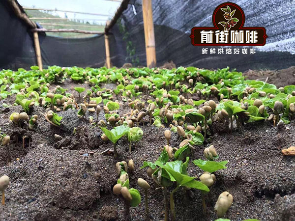 云南小粒咖啡豆风味特点口感描述 前街云南咖啡豆产区品牌故事