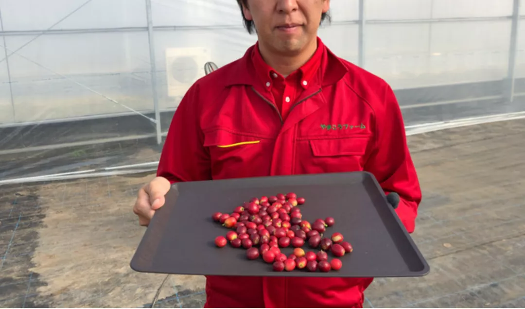 日本也能种植咖啡豆树！首批日本国产咖啡豆面世！