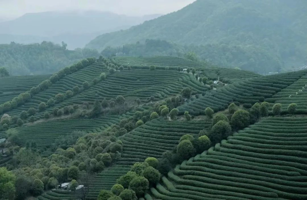 一边喝咖啡一边看采茶，茶园边露营咖啡生意火爆！