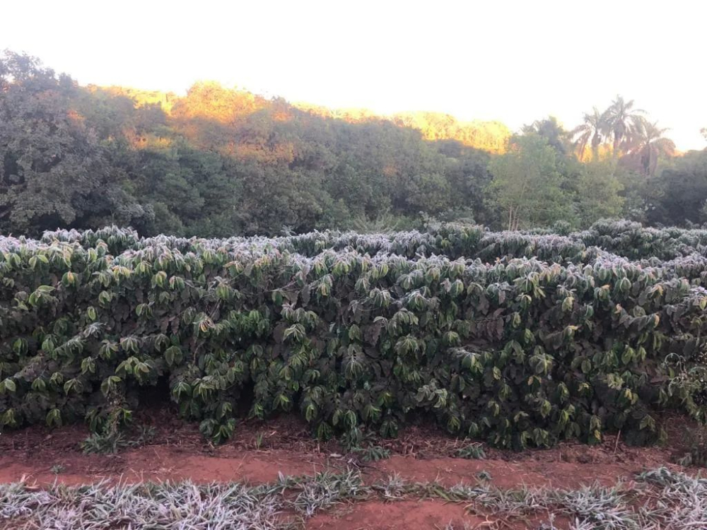 咖啡豆价格太贵？！咖啡交易所准备拿2年前的陈豆出来卖！