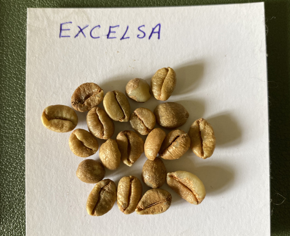 利比里卡品种excelsa咖啡是什么？大果种咖啡风味口感特点
