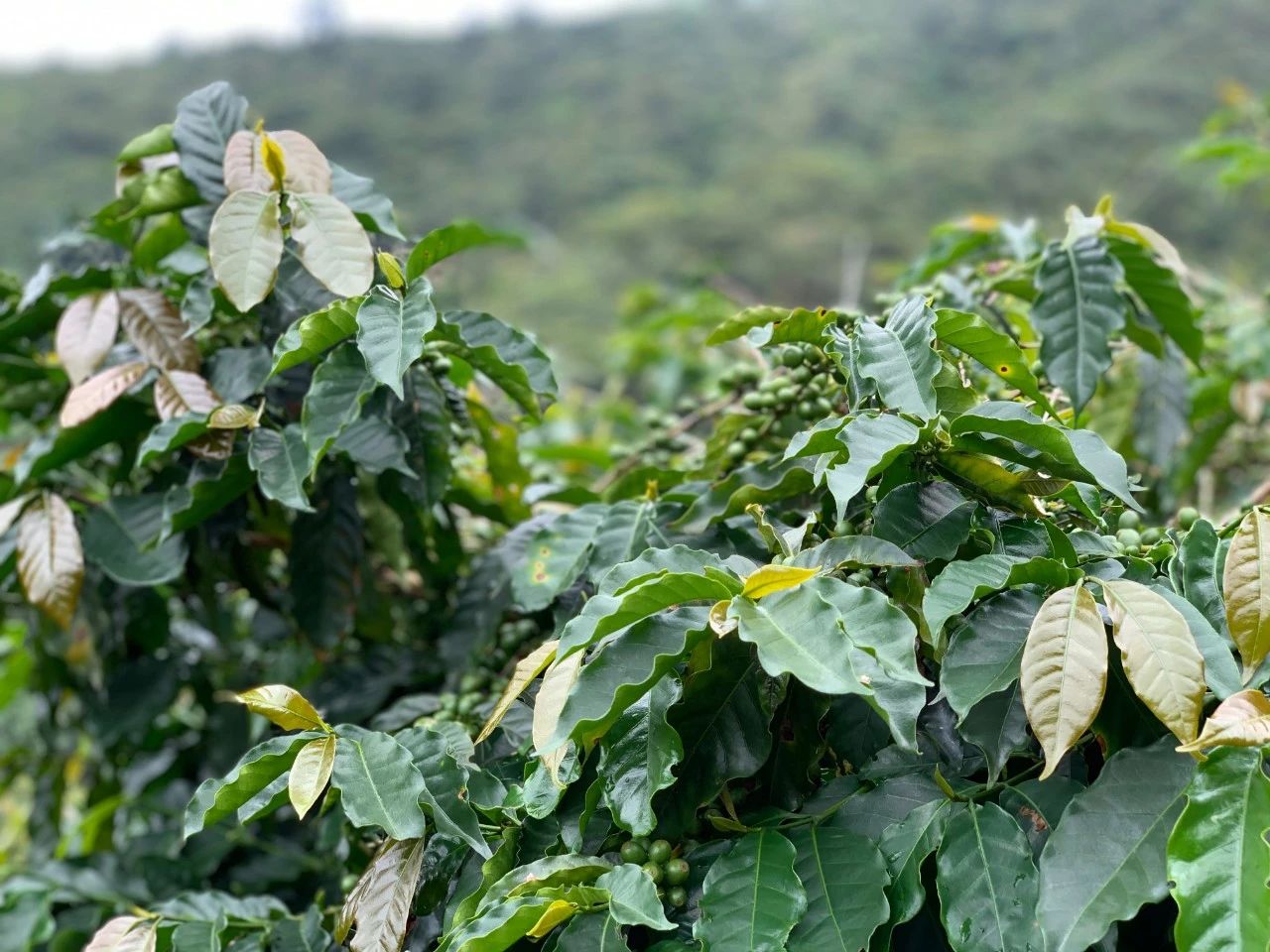 阿拉比卡咖啡豆适合做意式浓缩espresso美式拿铁冷萃饮用吗?