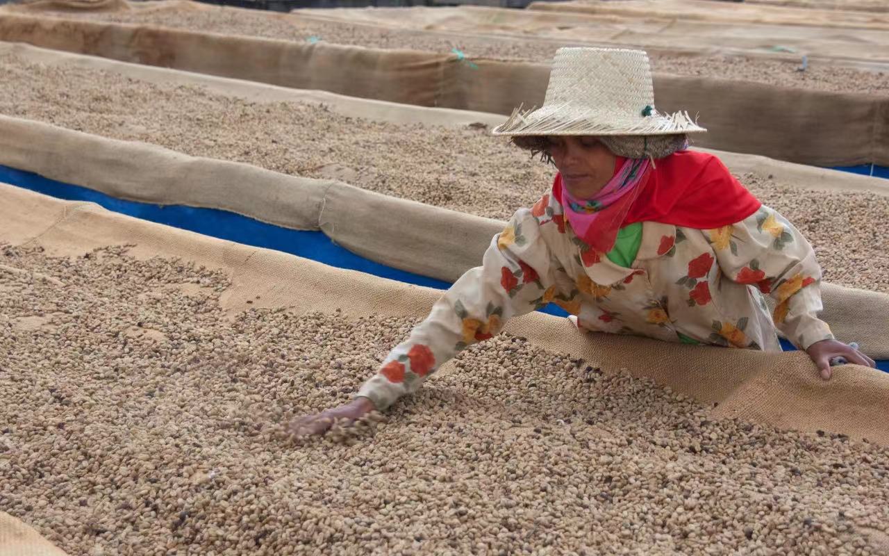 罗布斯塔豆的风味特点是什么档次劣质吗 罗布斯塔咖啡豆主要产区是在哪里？