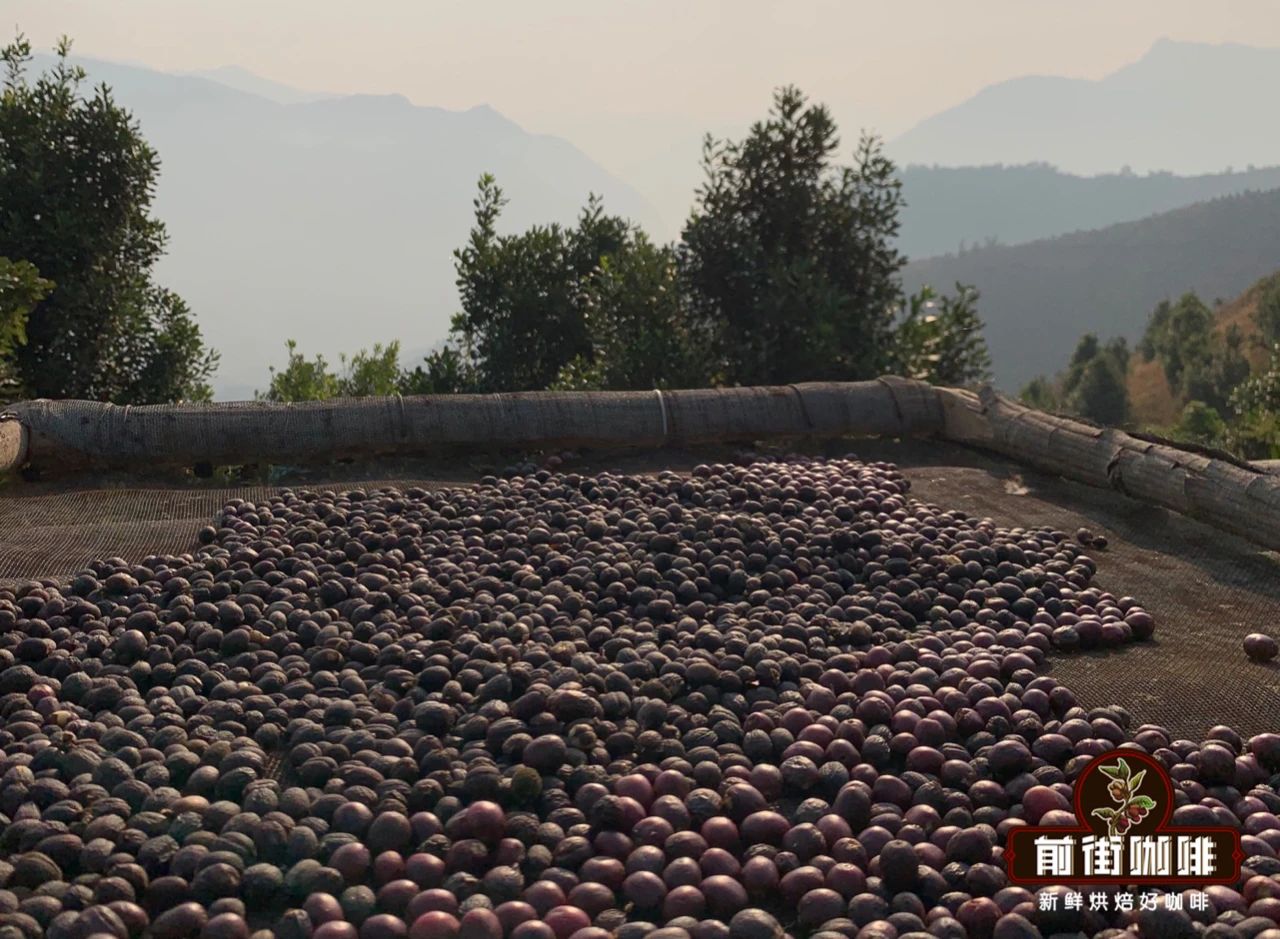 云南咖啡的三大名咖啡品种是什么 云南最有名铁皮卡咖啡豆风味简介