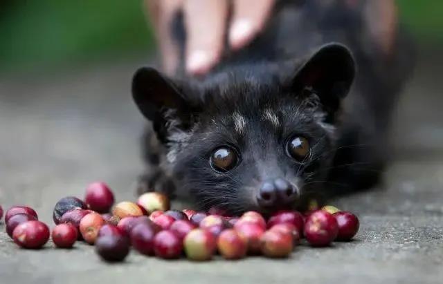 猫屎咖啡豆有哪些功效与禁忌和减肥作用 正宗麝香猫屎咖啡真的干净吗对人体有害？