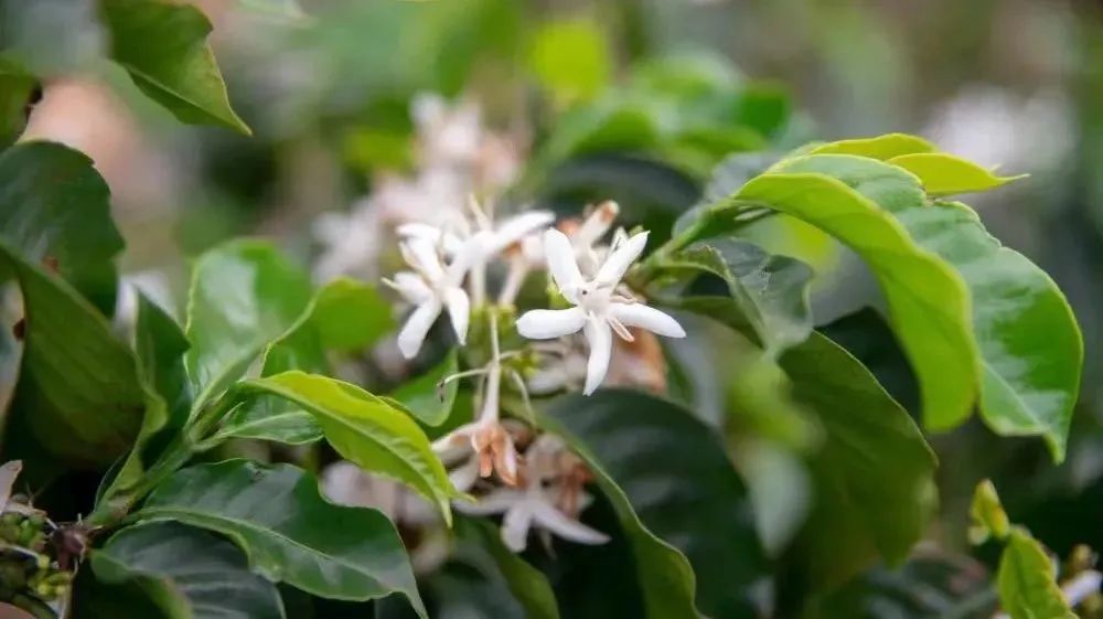 阿拉比卡咖啡母种：尤金尼奥德斯Eugenioides
