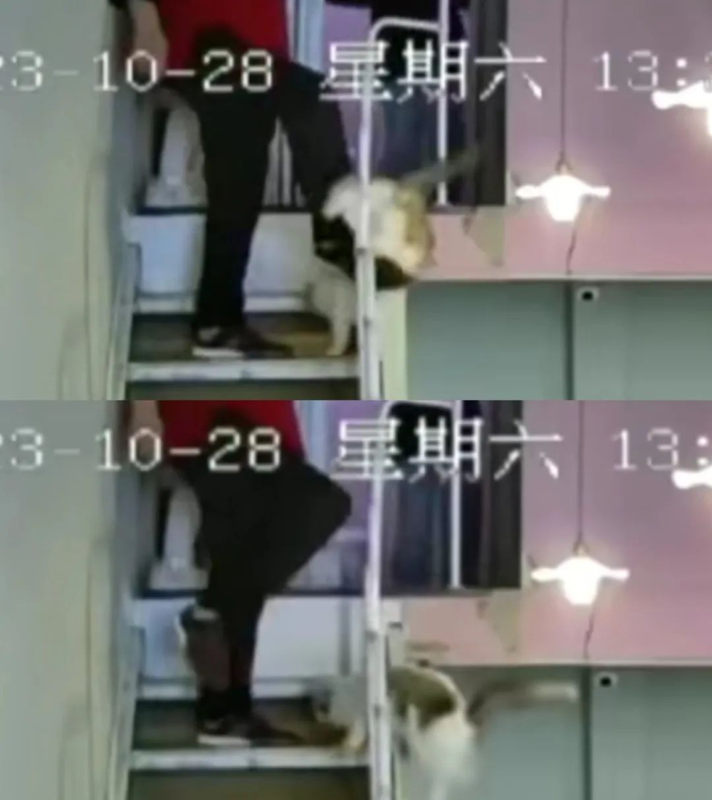 小孩在猫咖被吓哭，父亲一脚将猫踹下楼？