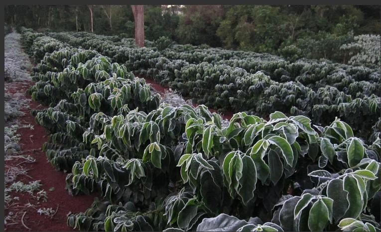 全球最大的咖啡贸易商之一申请破产，负债超3亿美金