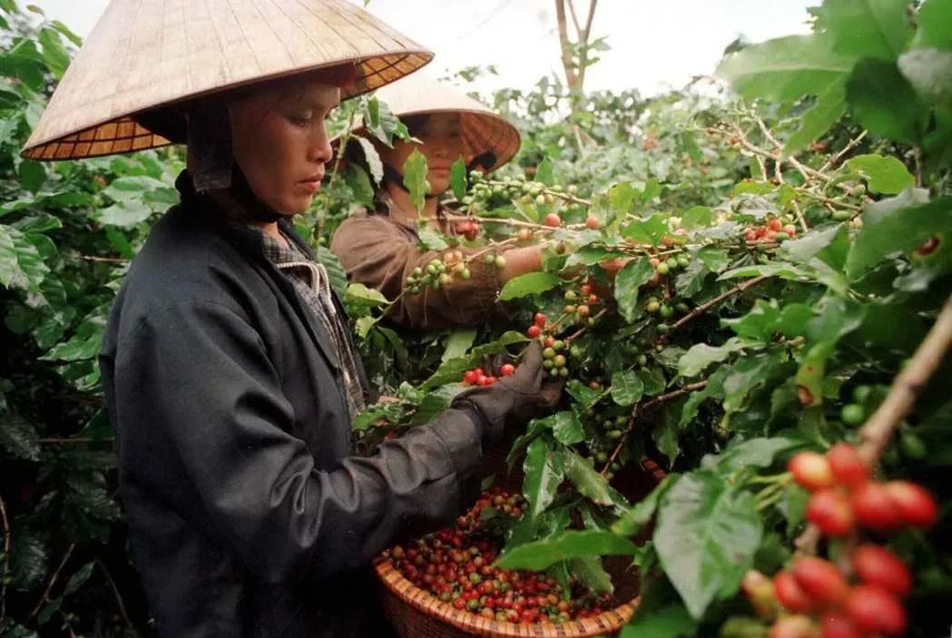 航线有望恢复，咖啡贸易有望恢复正常，咖啡价格有望下跌