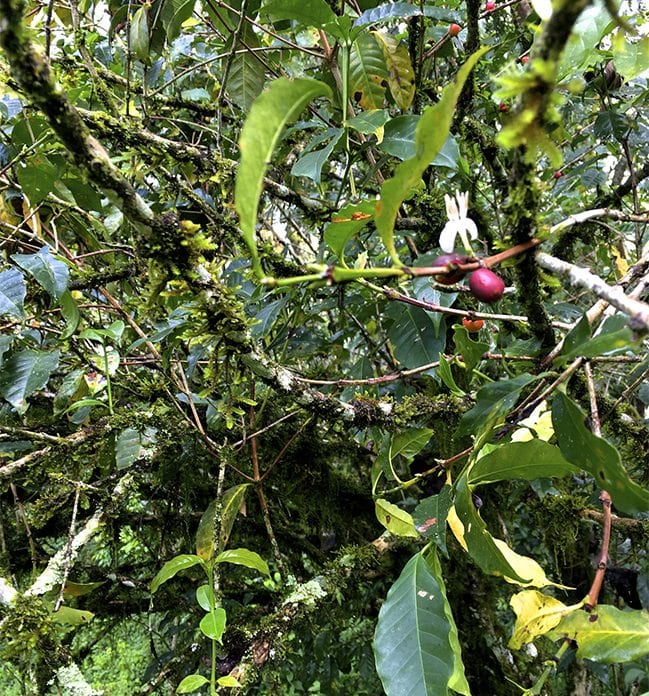 埃塞俄比亚咖啡耶加雪菲产区、科契尔子产区、果丁丁合作社介绍