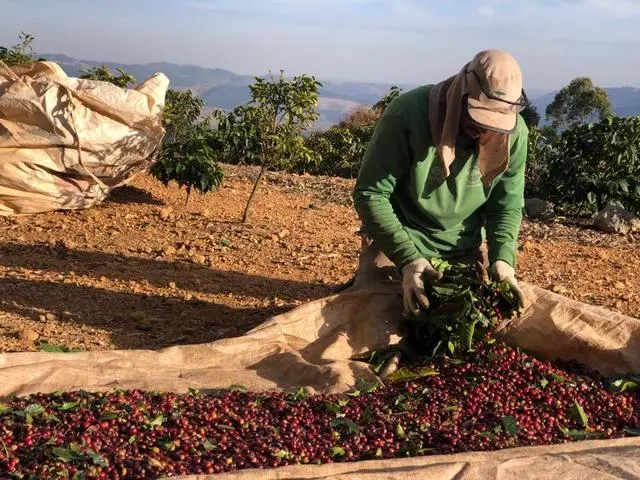 巴西CECAFÉ发布咖啡豆出口报告，出口表现良好并且产量有望回升