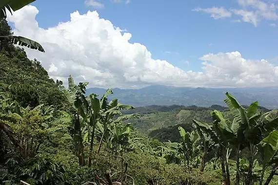 危地马拉咖啡豆｜入门精选薇薇特南果产区水洗咖啡豆介绍