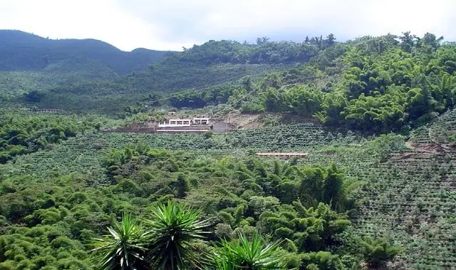 巴拿马咖啡豆｜波奎特产区翡翠庄园钻石山咖啡介绍