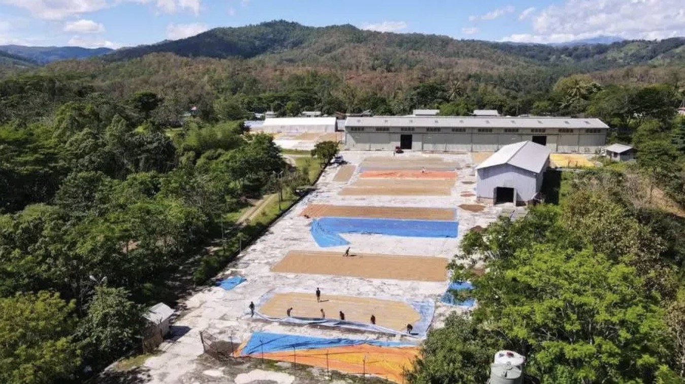 亚洲国家东帝汶咖啡产区咖啡品种介绍