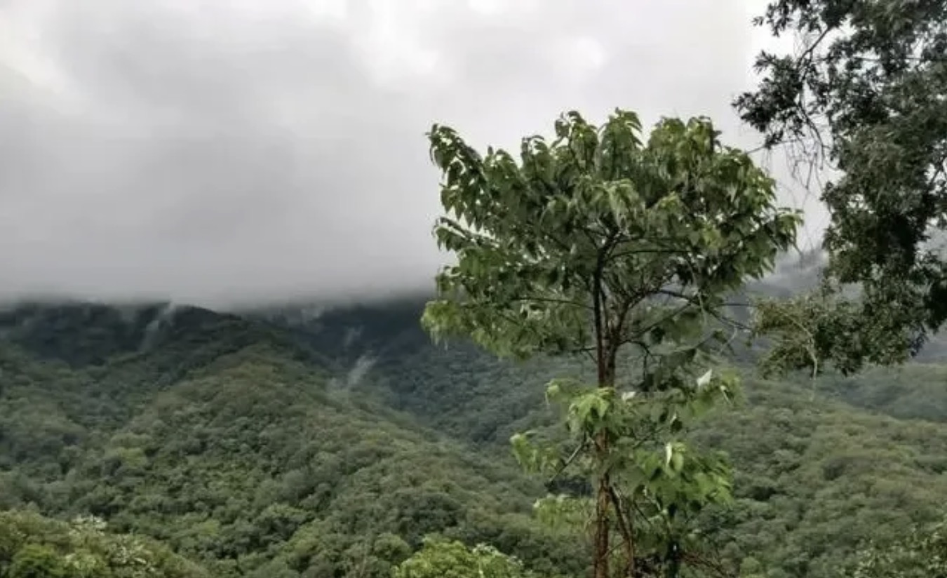 北美洲国家墨西哥咖啡产区种植品种介绍