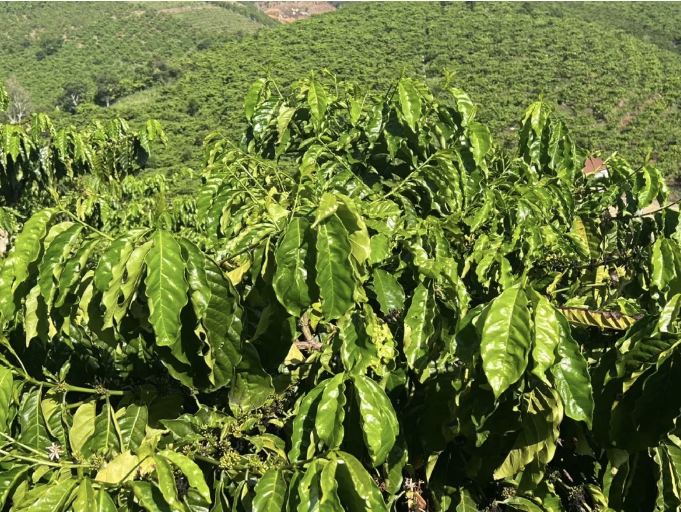 越南国内罗布斯塔价格高于阿拉比卡！未来咖啡价格保持高企