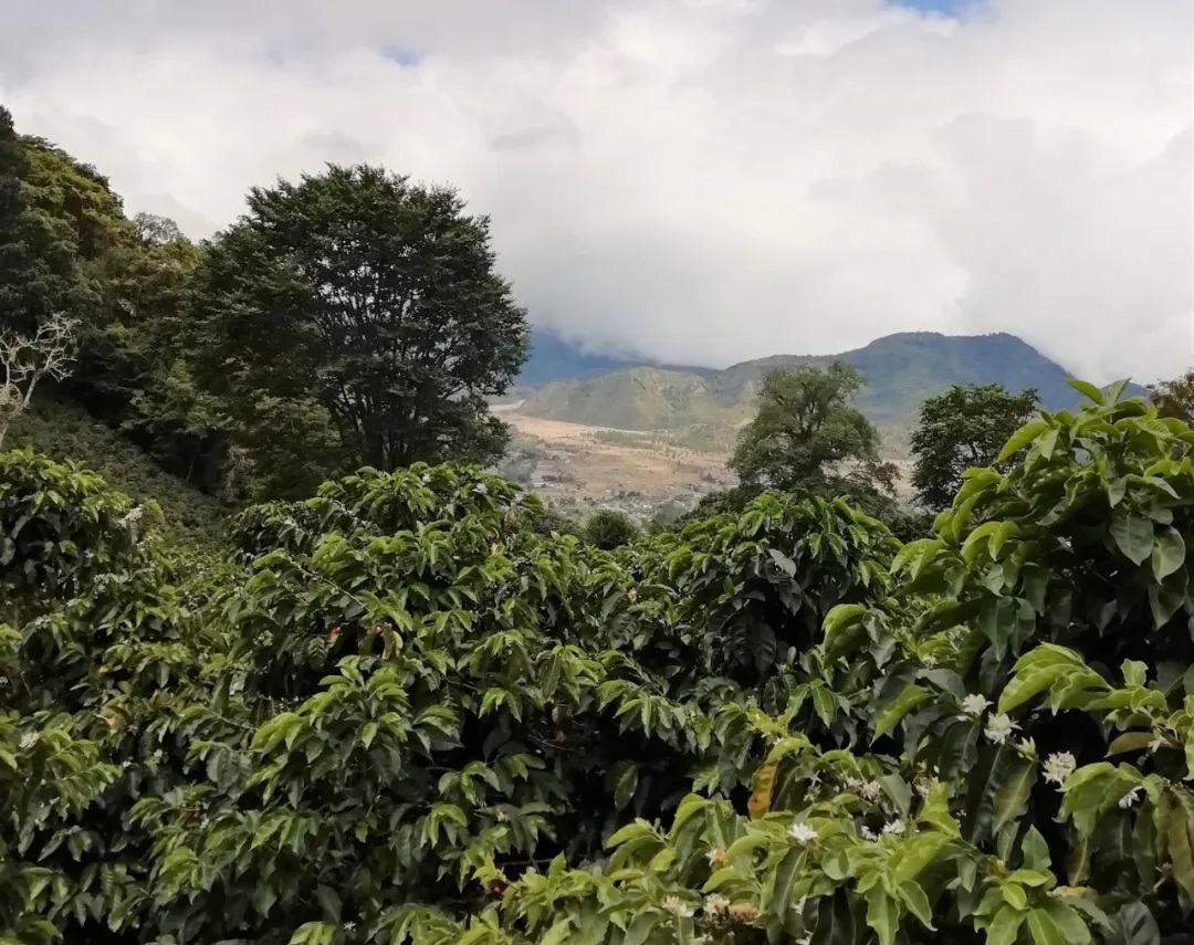 最佳巴拿马冠军庄园介绍｜沃肯产区卡门庄园瑰夏故事特点