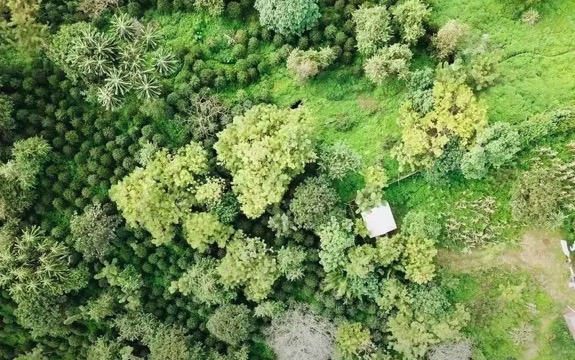 埃塞俄比亚瑰夏村在哪里？瑰夏村的瑰夏有什么特点？