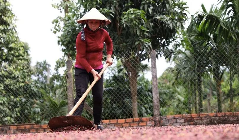 新产季减产10%！越南即将遭遇拉尼娜现象侵袭