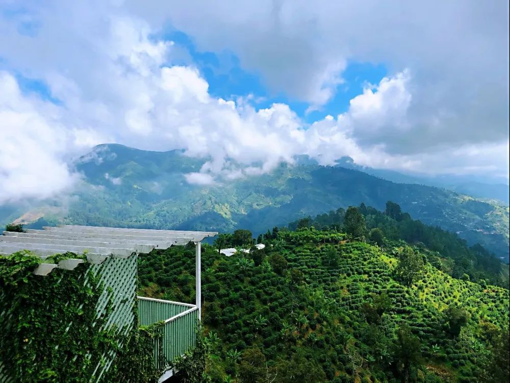 为什么牙买加蓝山咖啡这么贵？克里夫顿庄园蓝山一号咖啡介绍