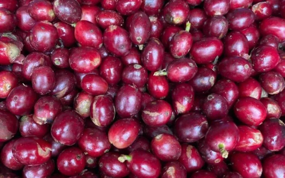 Typica Mejorado是什么品种？稀有豆种改良铁皮卡身世介绍