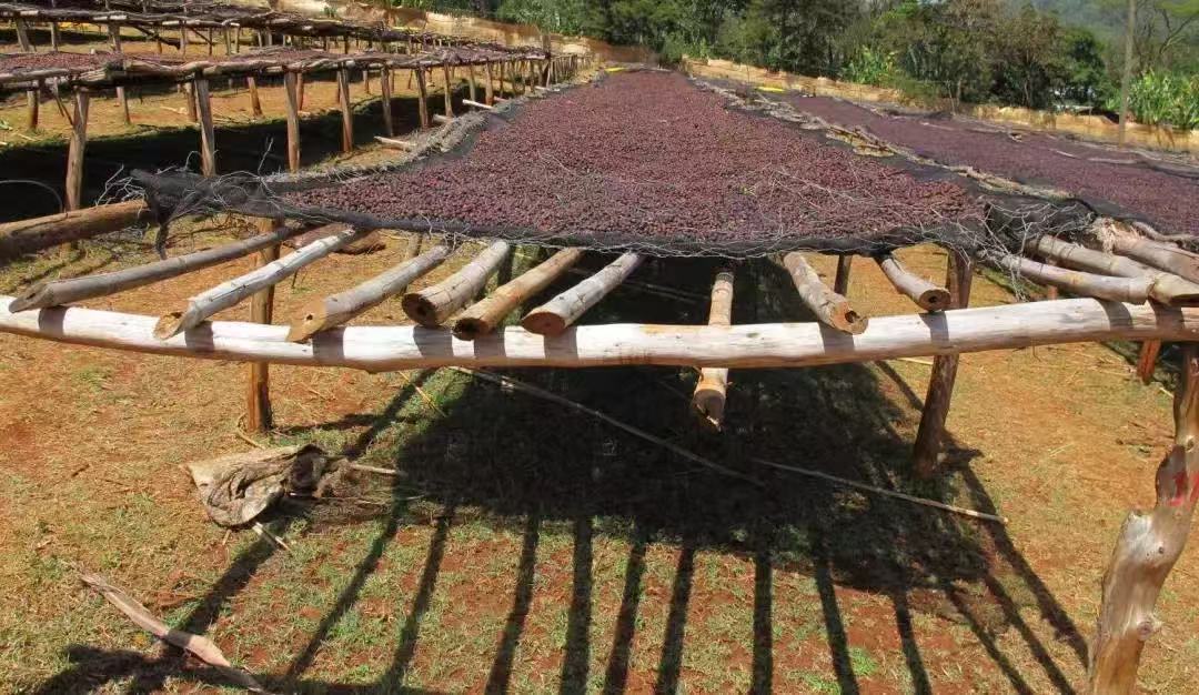 什么是西蒙特殊处理法？袋装发酵咖啡处理法的具体流程是怎样？