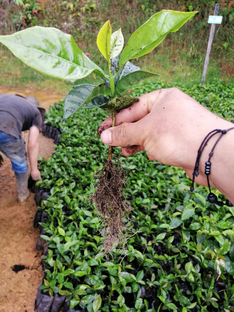 不同产区的帕卡马拉咖啡豆风味有什么区别？帕卡马拉Pacamara是什么品种？
