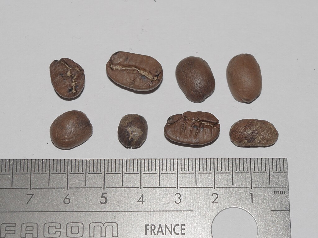 象豆是什么咖啡品种？象豆的大小是怎么测量的？象豆的豆目有多大