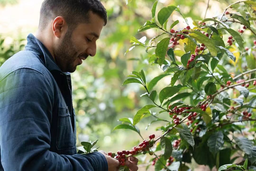 巴拿马咖啡种植环境产区风味特色介绍：艾丽达庄园