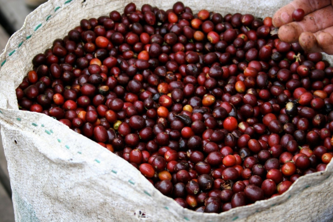 中果咖啡是什麽咖啡 中果咖啡和robusta（羅布斯塔）的關系