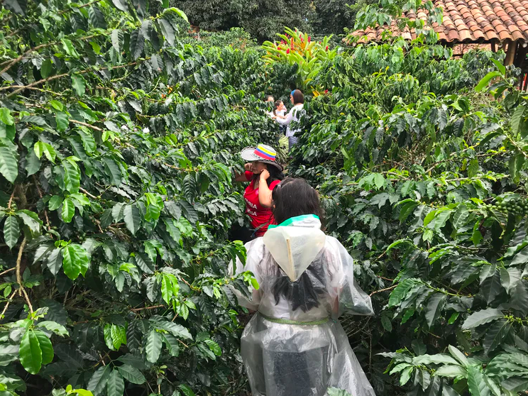 哥伦比亚单品咖啡豆风味描述处理法品质特点口感研磨度