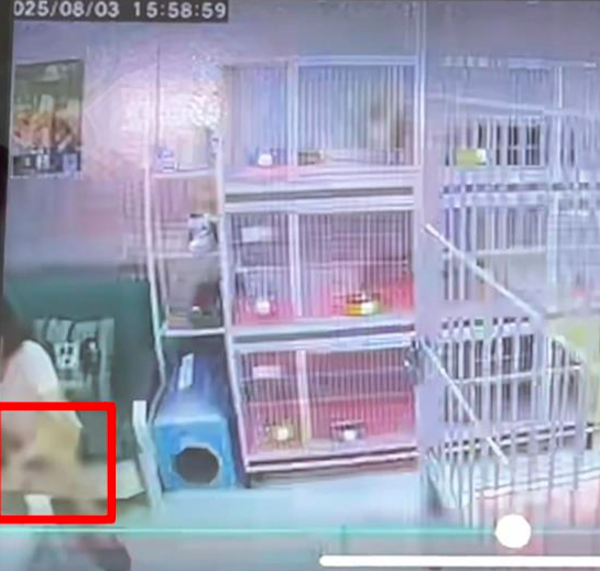 猫咖包房虐猫致多只猫死伤！店主：报警追责
