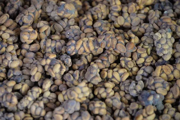 印尼猫屎咖啡风味特点 印尼精品咖啡豆庄园产区故事介绍