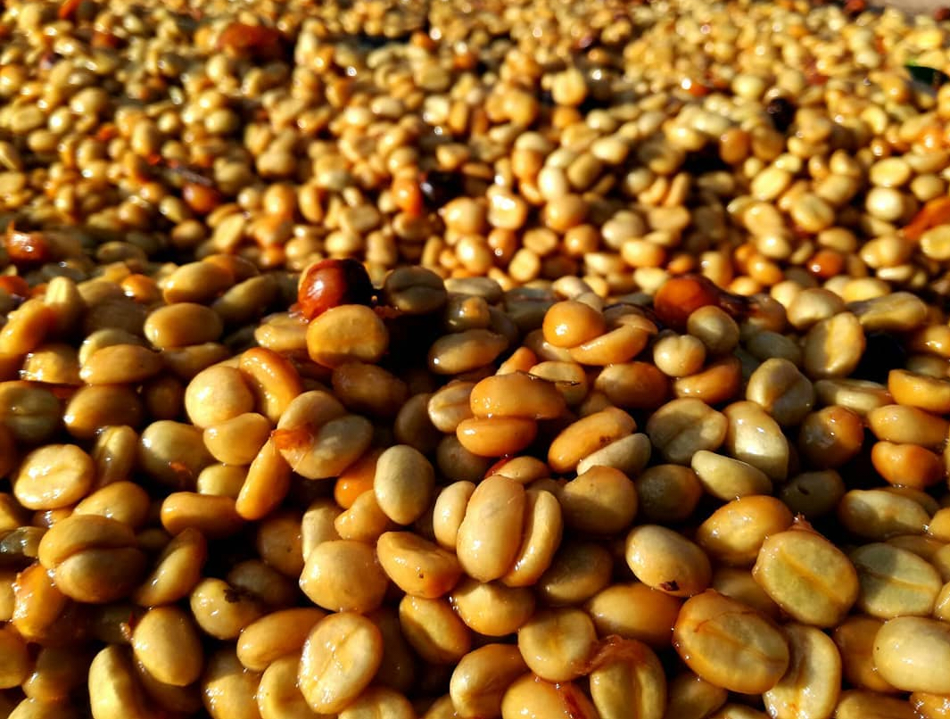 蜜处理咖啡风味如何形成？蜜处理法英文是“Honey Process”还是“Miel Process”？