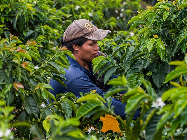 哥伦比亚咖啡最大特点是什么？Colombia咖啡手冲风味香气描述