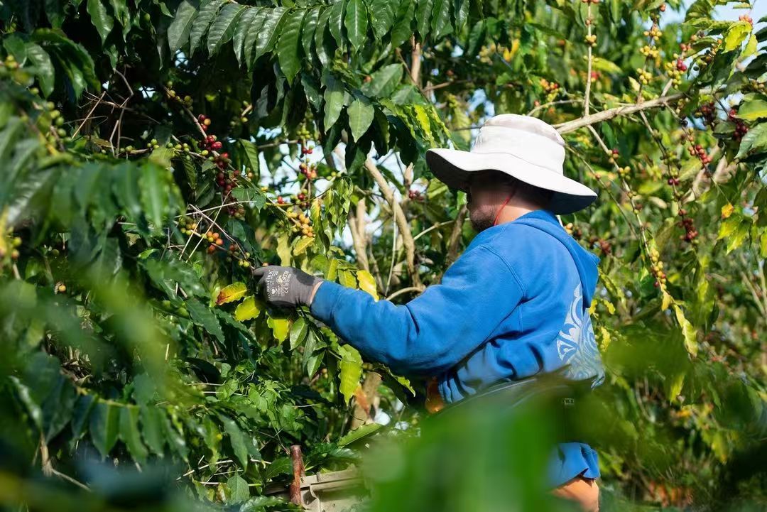 夏威夷咖啡精品咖啡豆特点 夏威夷科纳产地分级和冲煮的风味