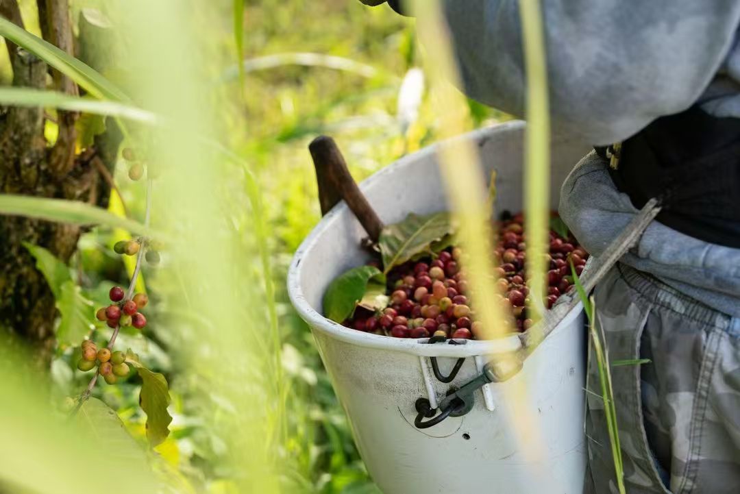 夏威夷Kona科纳咖啡产区 Hawaii咖啡种植情况历史信息