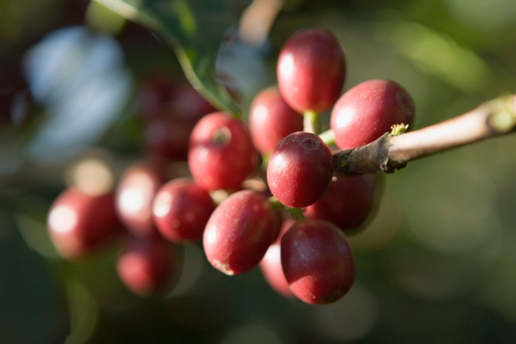 洪都拉斯咖啡豆手冲风味描述庄园产地区处理法品种介绍