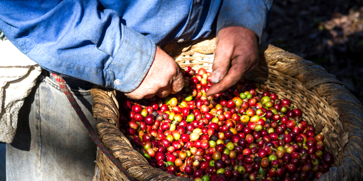 咖啡冲煮方式：传统哥斯达黎加咖啡冲泡方法Chorreador de Cafe