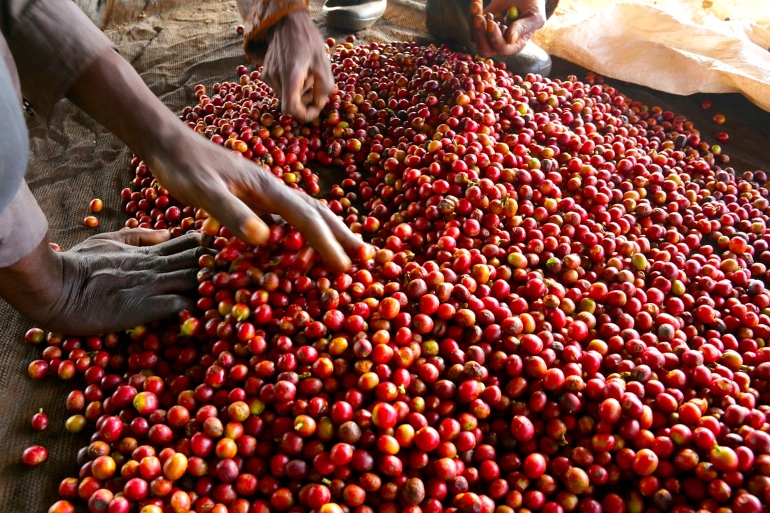 肯亚咖啡产地Thika锡卡产区咖啡种植情况历史故事风味特征介绍