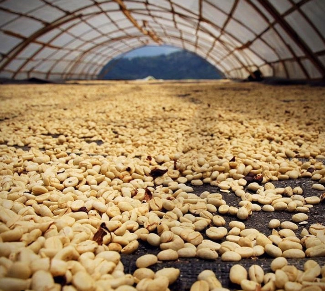 秘鲁咖啡风味特点介绍 秘鲁咖啡手冲参数数据 秘鲁咖啡怎么冲