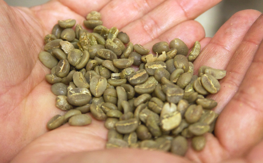 精品咖啡豆：咖啡品种之帝比卡(Typica Varietal）铁皮卡咖啡知识