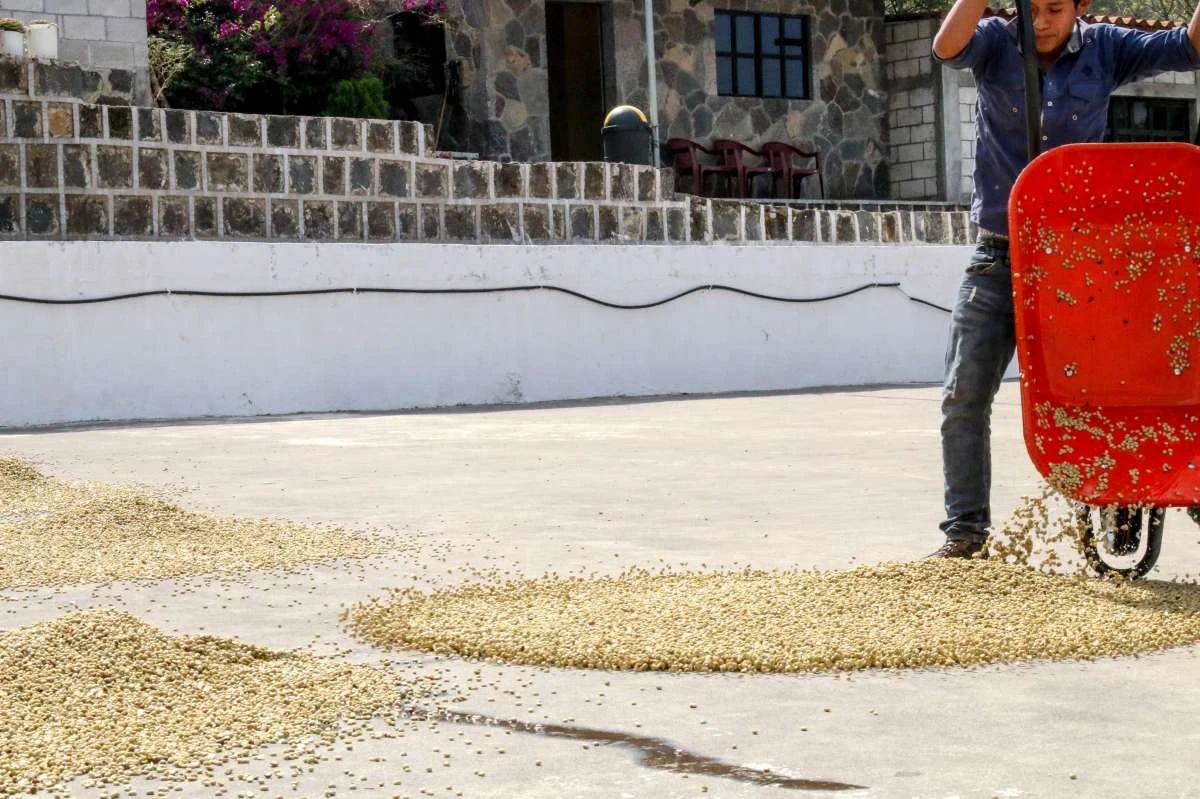 瓜地马拉咖啡印记 危地马拉咖啡产地处理法烘焙度知识介绍