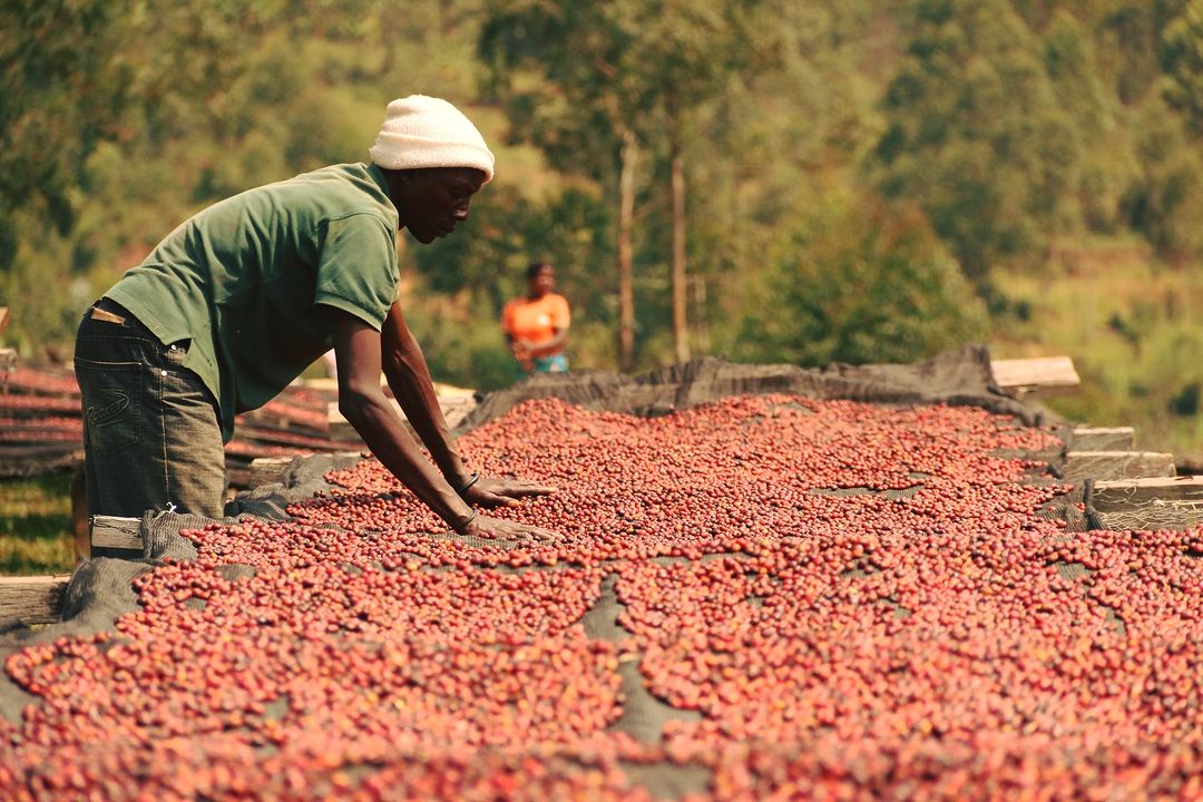 日晒处理法和酒香日晒（红酒式）处理法风味口感缺点优点对比