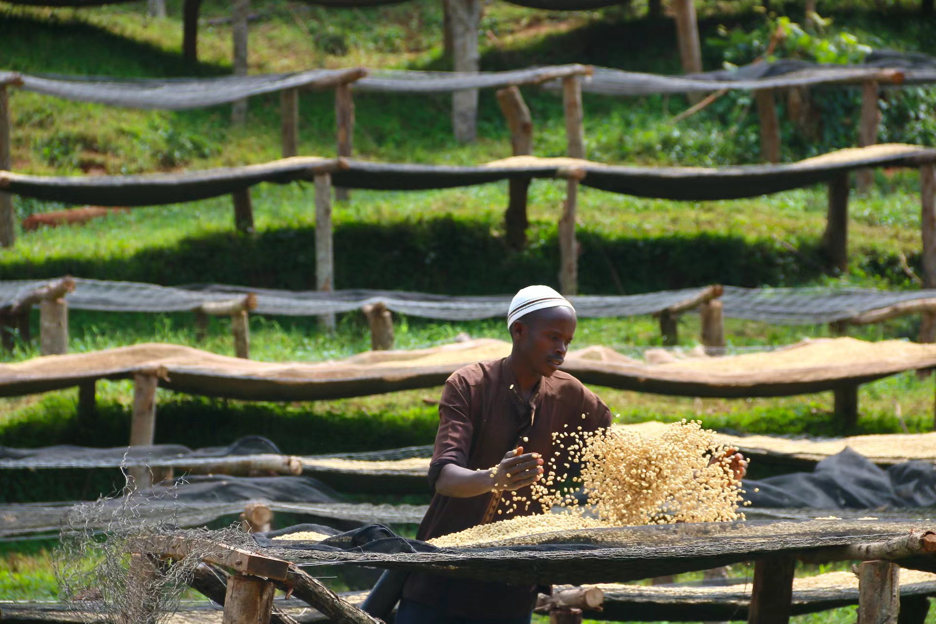 卢旺达咖啡的特有品种有哪些 Rwanda产区咖啡豆特色种类推荐