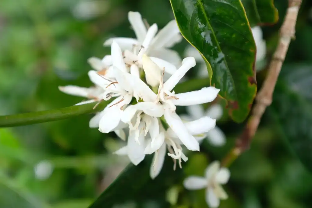 衣索比亚咖啡种植方式等级分级耶加雪菲咖啡风味介绍