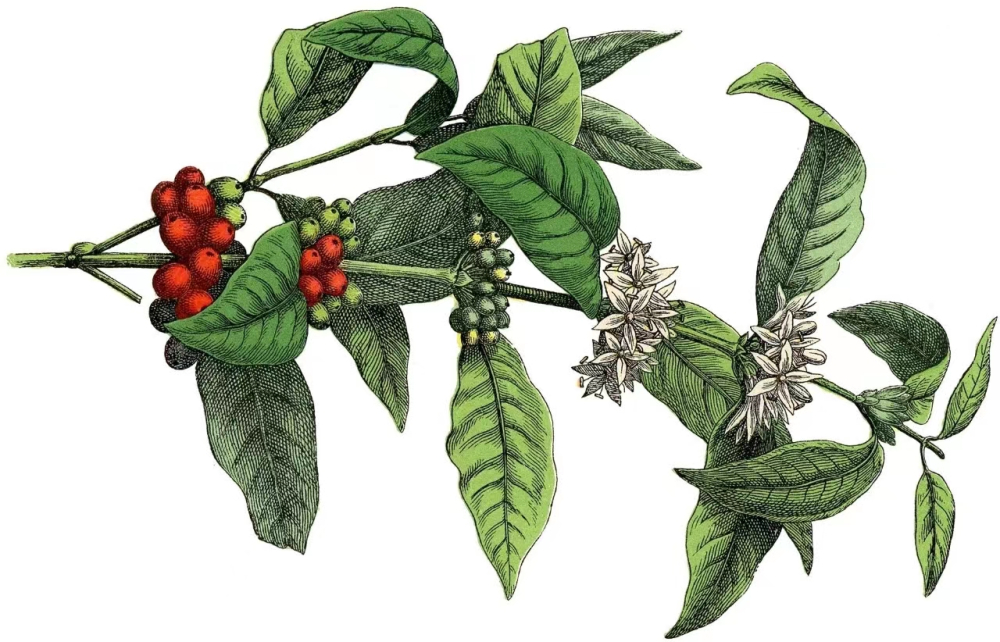 铁皮卡还是波旁？铁皮卡咖啡豆铁皮卡咖啡豆价格铁皮卡品种